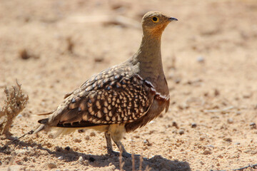Male Namaqua Sandgrouse, Kgalagadi, Kalahari 