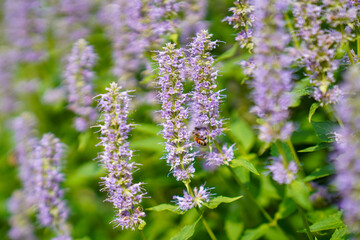 close up of lavender