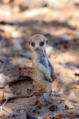 Young Meerkat or Suricate, Kgalagadi, Kalahari 