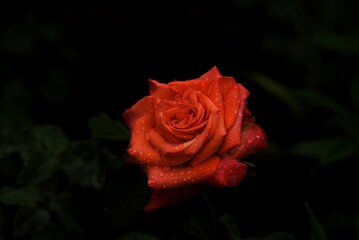 Nature flowers