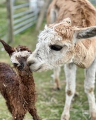 Portrait of a white adult llama kissing a brown baby llama on a farm