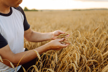 Wheat field background. The male hands of a farmer touch ears of wheat in a field at sunset, check the quality of the crop and its growth. Rich harvest concept. Agriculture.