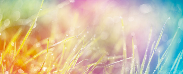 grass with dew drops in the morning - soft fokus and nice bokeh - Powered by Adobe