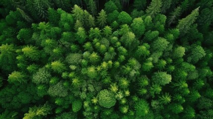 Fototapeta premium forest with aerial top view, forest ecosystem on green background