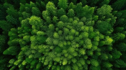forest with aerial top view, forest ecosystem on green background