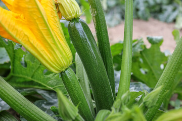Green zucchini with yellow flower in the field. The zucchini courgette or baby marrow (Cucurbita pepo) is a summer squash.