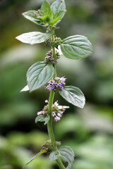 Mint (Mentha) grows in nature