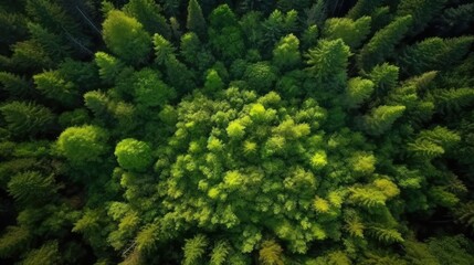 forest with aerial top view, forest ecosystem on green background