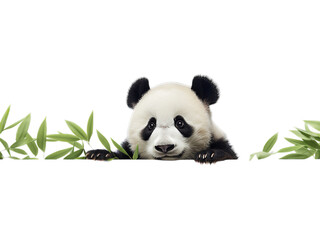 Transparent Panda's Curious Stare