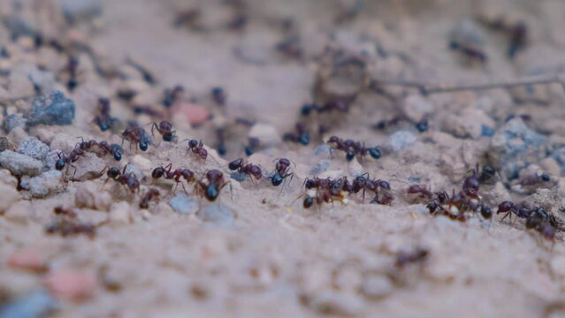 Ants. Close up of black ants. Ants colony. Ants close up. Black ant. Beautiful ant. Close up macro view of black ant. animal insect wildlif