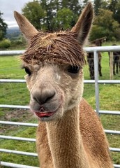 Portrait of a brown alpaca with red lipstick on a farm