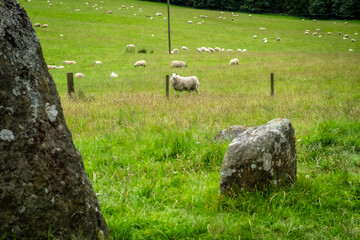 sheep looking at you, Croft Moraig stone circle, Scotland - obrazy, fototapety, plakaty