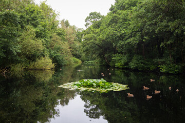 Fototapeta premium woods, water, reflection 