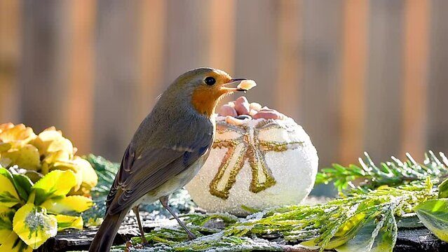 European robin (Erithacus rubecula) bird pecking peanut food from Christmas decoration in winter.