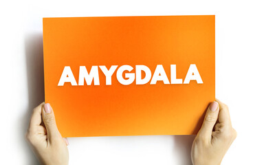 Amygdala is the integrative center for emotions, emotional behavior, and motivation, text concept on card