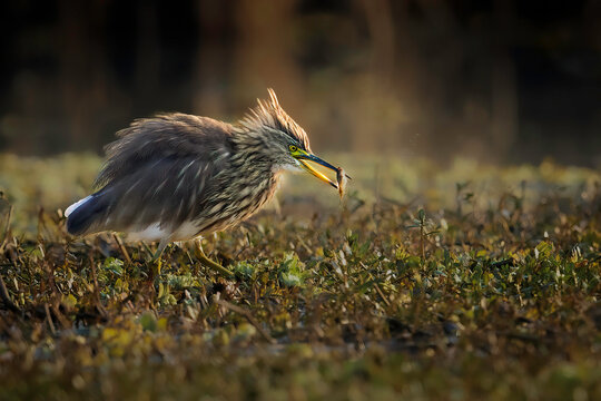 Indian Pond Heron Or Paddybird (Ardeola Grayii) Adult None-Breeding with the hunt