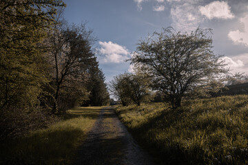 Weg durch den Wald