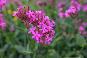 Obraz premium Silene armeria, commonly known as the Sweet William catchfly, is a species of plant in the family Caryophyllaceae. 