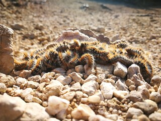 Prozessionsspinner auf steinigem Boden