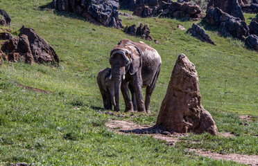 Female elephant with her small calf in the Cabárceno Nature Park.