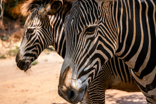 Close-up of two zebras photographed on safari.
