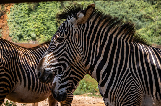Two zebras photographed on safari.