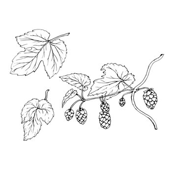 Fresh green hop. Graphic hand drawn illustration for Octoberfest. Vector sketch for ornament or any design