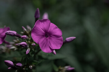 Lila Pflanze vor grünem Hintergrund