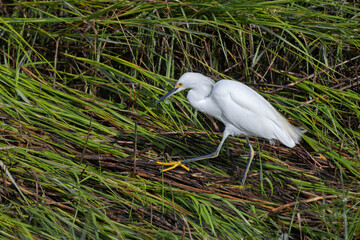 Snowy Egret walking on cordgrass in a tidal marsh.
