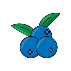 Blueberry fruits illustration