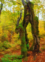 Fototapeta na wymiar Enigmatic Elegance: Moss-Covered Tree Amidst Autumn Beech Forest