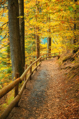 Autumn's Serenity: Forest Path Along the Lake
