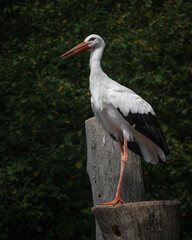 Storch sitzt auf einem Baumstamm