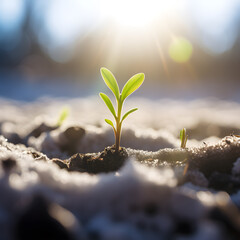 Green plant sprout on snow soil at sunny day, ultra realistic photography, Concept_Ai