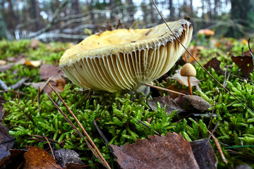 details of lamellar, inedible fungus among moss and fallen leaves in a forest during autumn