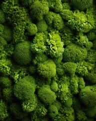 Moss texture background - stock photography