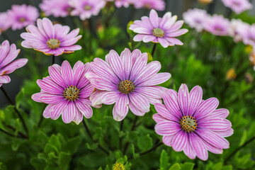 Obraz premium Dimorphotheca ecklonis, also known as Cape marguerite, African daisy, Van Staden's river daisy, star of the veldt is an ornamental plant that is native to South Africa. 