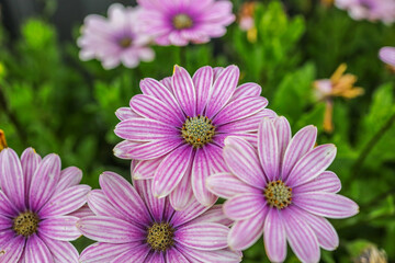 Obraz premium Dimorphotheca ecklonis, also known as Cape marguerite, African daisy, Van Staden's river daisy, star of the veldt is an ornamental plant that is native to South Africa. 