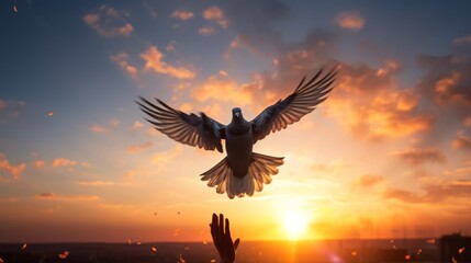 Photo of a bird soaring through a colorful sunset sky