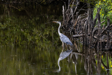 héron dans les marais