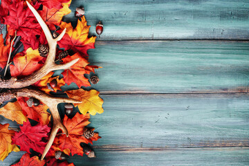 Real white tail deer antlers over a rustic wooden table with colorful autumn fall leaves. These are...