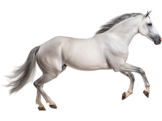 Obraz na płótnie Canvas No Background: Arabian Horse's Graceful Trot
