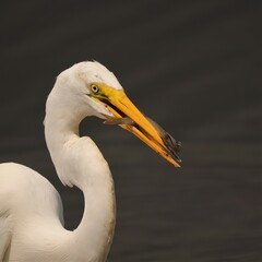 Great Egret with a Fresh Fish Catch Lake Apopka Wildlife Drive Florida