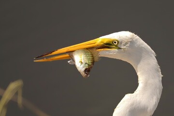 Great Egret with a Fresh Fish Catch Lake Apopka Wildlife Drive Florida