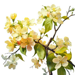 Obraz premium Yellow apple and appletree blossoms on a transparent background