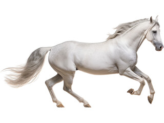 Obraz na płótnie Canvas Thoroughbred Horse Trotting, Transparent Elegance