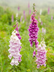 foxglove flowers on misty hike pacific northwest washington © Jer