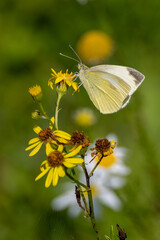 Cabbage white butterfly on colorful ragwort flowers.