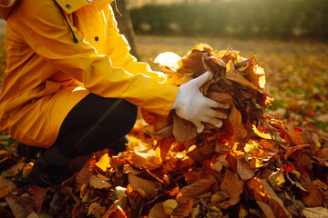 Women's hands in a signet collect fallen leaves in an autumn park at sunset. A woman volunteer cleans nature from yellow leaves. Cleaning, ecology concept.