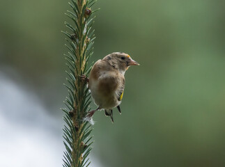 Cute and adorable juvenile goldfinch with immature plumage feathers perched in the woodland with beautiful natural green background